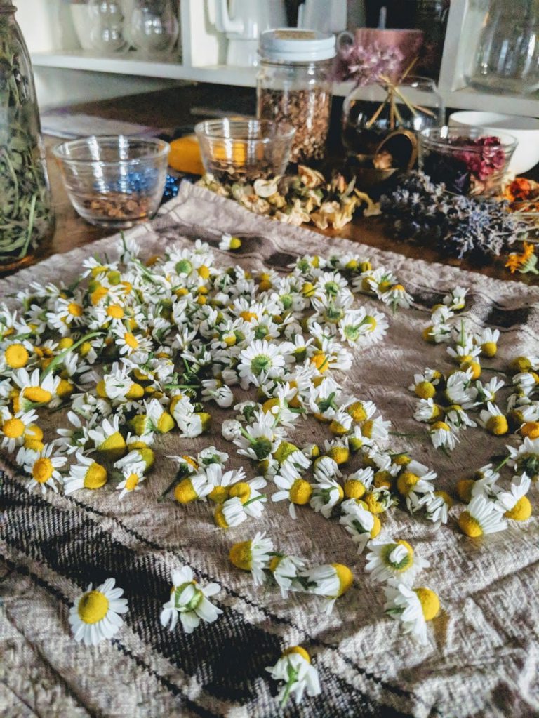 Blendily Image3 1 768x1023