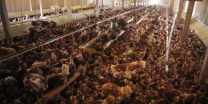 #FAKEfreerange chickens
