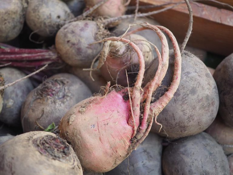 AllyPallyFM Image2 768x576