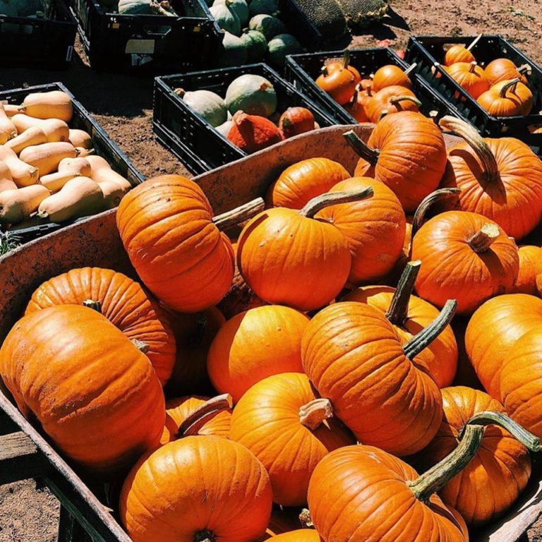 BoulderFarmers Image1 768x768