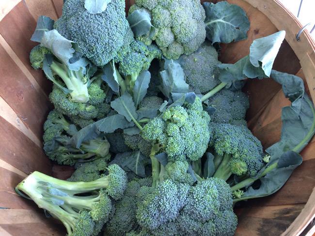 CamdenFarmers Image2