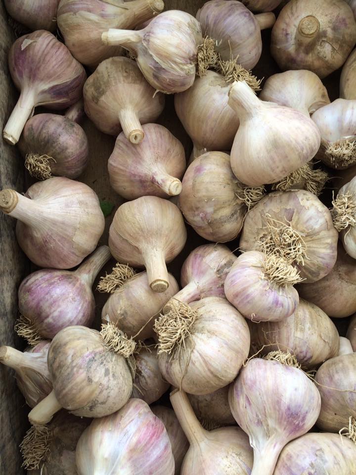 CamdenFarmers Image3