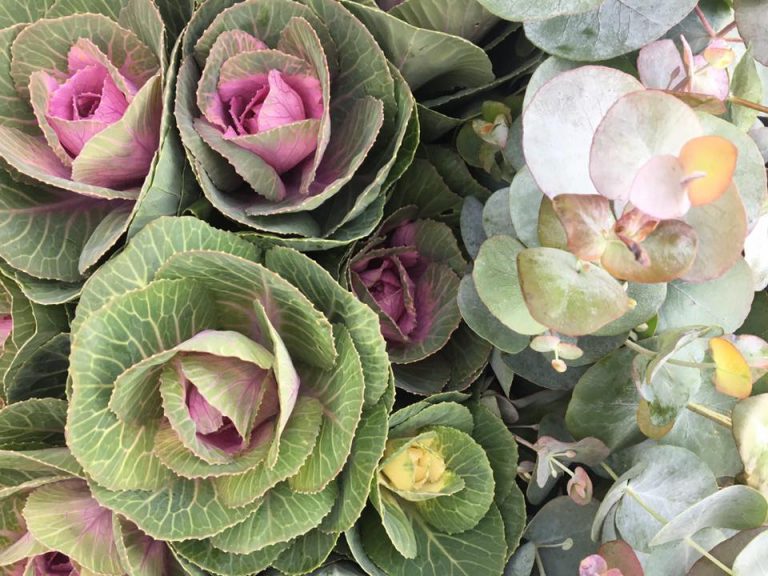 DaneCountyFarmers Image3 768x576