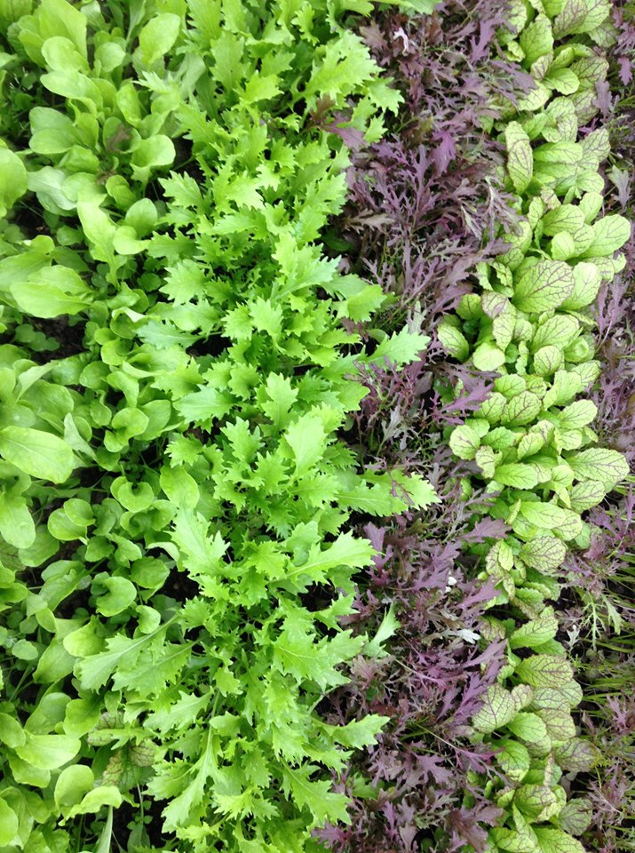 EdinburghFarmers Image2