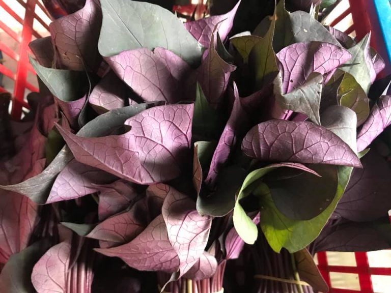 MeiFooFarm Image2 768x576