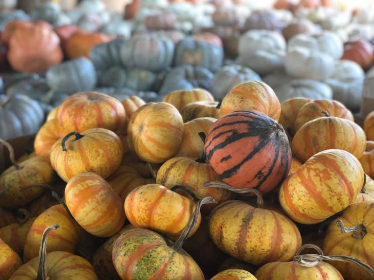 NashvilleFarmers Image2 768x576