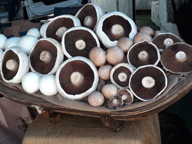 Noosa Image2 768x576