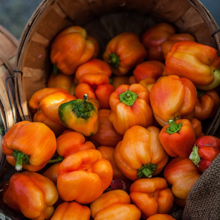 SFCFarmers Image3 768x768