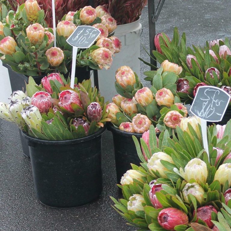 Talbot Image3 768x768