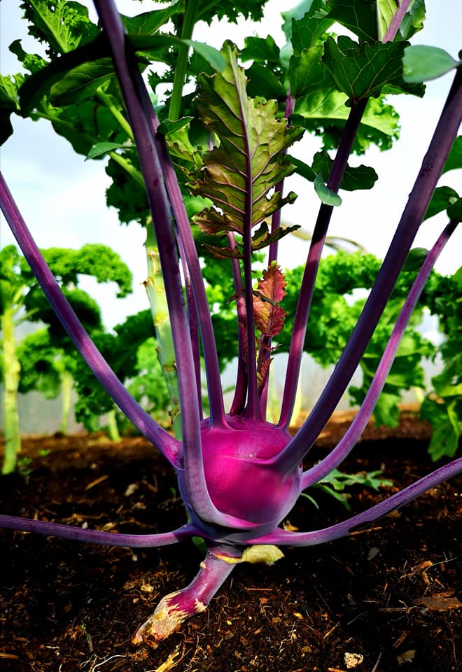 TheGreenDoorMarket Image3