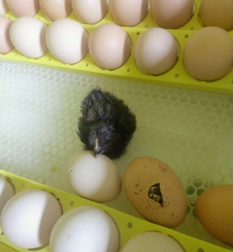 Incubating chickens 101…the “continuous method” done wrong