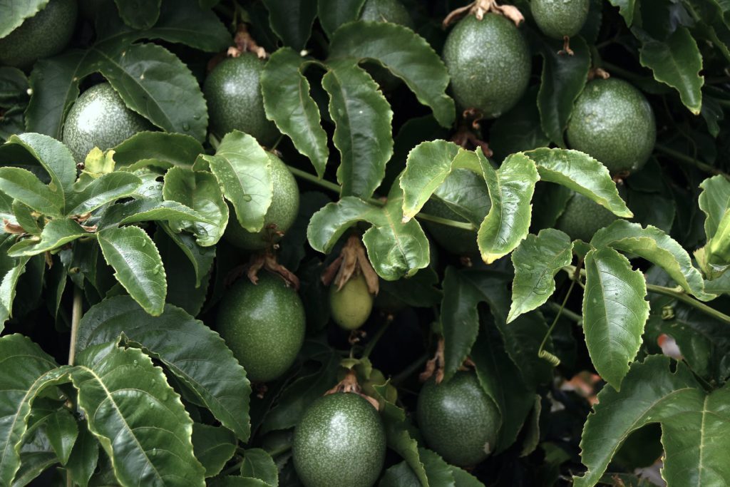 Edible and useful plants that are REALLY easy to make and grow from cuttings