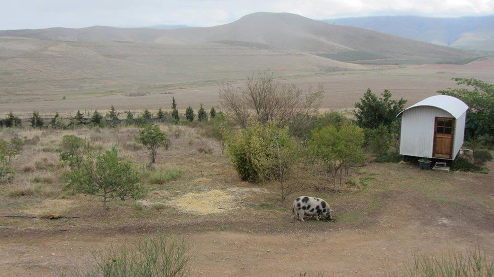 Greyton Animal Sanctuary Farm