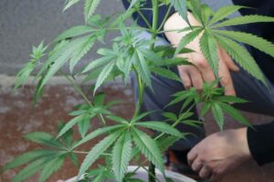 Care in Growing Marijuana Strains 1536x1017 1 300x199