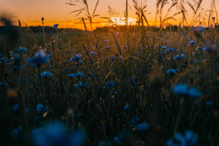 Exploring the Potential of Biodynamic Farming