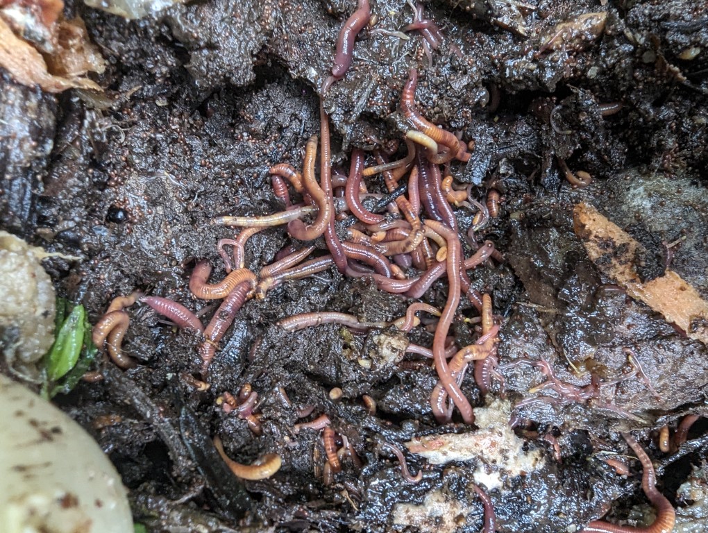 The World’s Easiest Wormbin