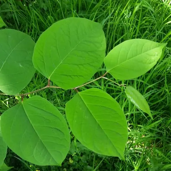 sq leaf resized 415.jpg