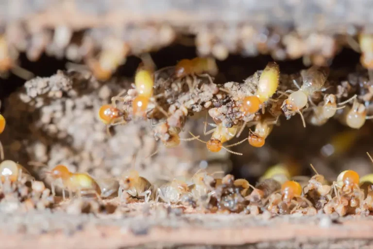 termite control melbourne 768x512