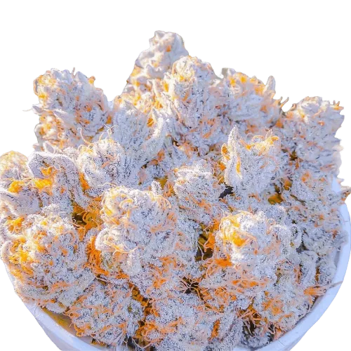 PhotoRoom 20211101 221718.png